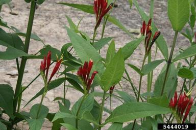 Indian pink, Spigelia marilandica  (Gentianales: Loganiaceae) - 5444019