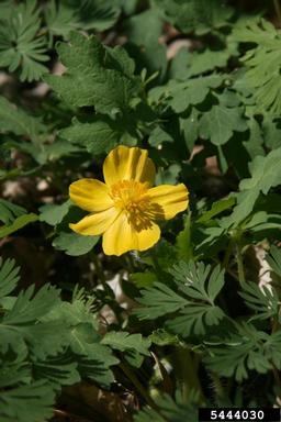 celandine poppy, Stylophorum diphyllum  (Papaverales: Papaveraceae) - 5444030