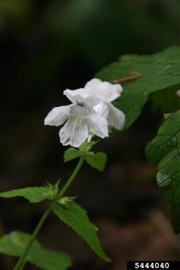 Guyandotte beauty, Synandra hispidula  (Lamiales: Lamiaceae) - 5444040