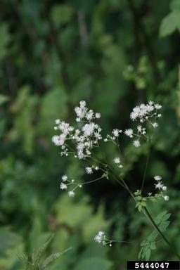 tall meadow-rue, Thalictrum pubescens  (Ranunculales: Ranunculaceae) - 5444047