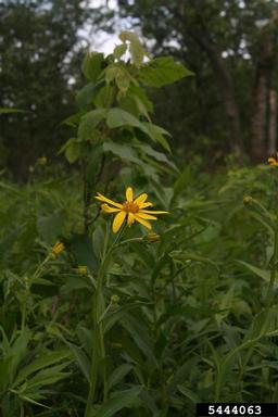 gravelweed, Verbesina helianthoides  (Asterales: Asteraceae) - 5444063