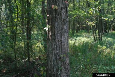 water hickory, Carya aquatica  (Juglandales: Juglandaceae) - 5444082