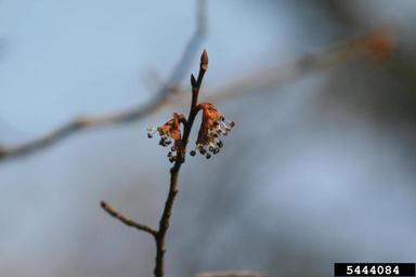 winged elm, Ulmus alata  (Urticales: Ulmaceae) - 5444084