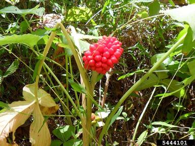 Jack in the pulpit, Arisaema triphyllum  (Arales: Araceae) - 5444101