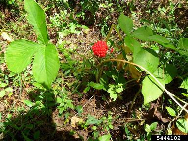 Jack in the pulpit, Arisaema triphyllum  (Arales: Araceae) - 5444102