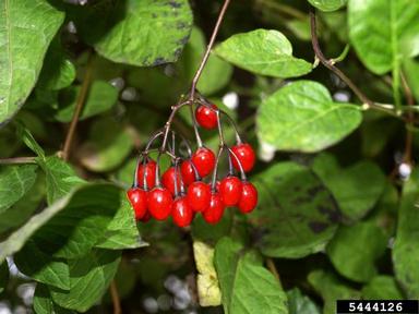 bittersweet nightshade, Solanum dulcamara  (Solanales: Solanaceae) - 5444126