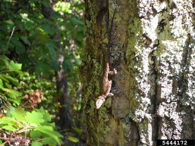 southern fence lizard, Sceloporus undulatus undulatus (Squamata: Phrynosomatidae) - 5444172