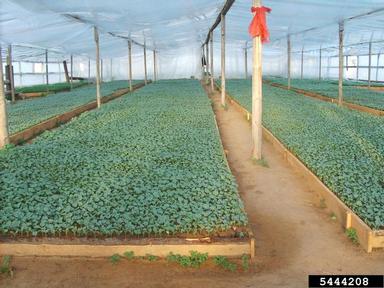 watermelon, Citrullus lanatus  (Violales: Cucurbitaceae) - 5444208