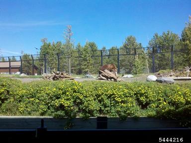 grizzly bear, Ursus arctos  (Carnivora: Ursidae) - 5444216