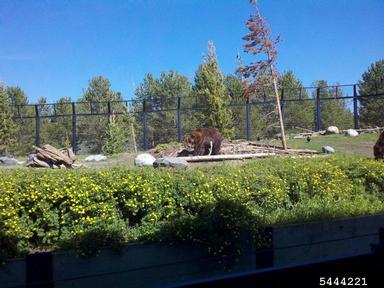 grizzly bear, Ursus arctos  (Carnivora: Ursidae) - 5444221