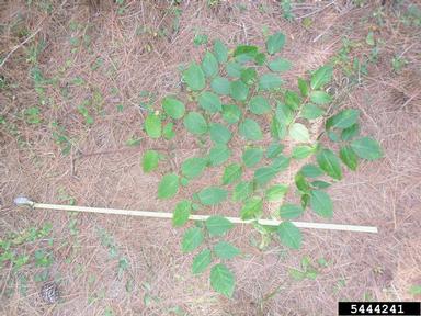 devil's walkingstick, Aralia spinosa  (Apiales: Araliaceae) - 5444241