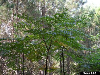 devil's walkingstick, Aralia spinosa  (Apiales: Araliaceae) - 5444246