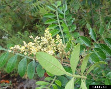 dwarf sumac, Rhus copallinum  (Sapindales: Anacardiaceae) - 5444268