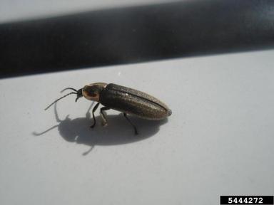 diurnal firefly, Ellychnia corrusca  (Coleoptera: Lampyridae) - 5444272
