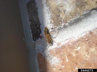 paper wasp, Polistes fuscatus  (Hymenoptera: Vespidae) - 5444273