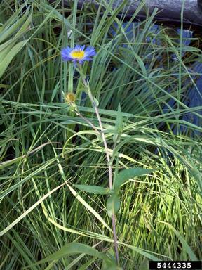 Pacific aster, Symphyotrichum chilense  (Asterales: Asteraceae) - 5444335