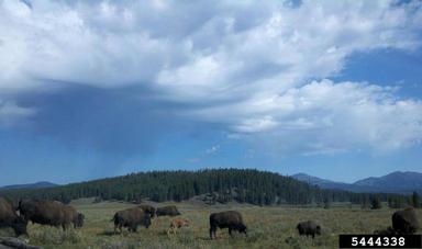 American bison, Bison bison  (Artiodactyla: Bovidae) - 5444338