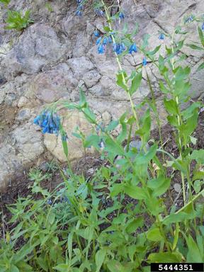 tall fringed bluebells, Mertensia ciliata  (Lamiales: Boraginaceae) - 5444351