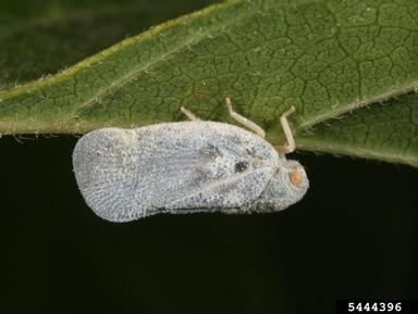 white planthopper, Metcalfa pruinosa  (Hemiptera: Flatidae) - 5444396