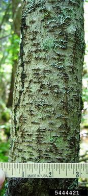 poison-sumac, Toxicodendron vernix  (Sapindales: Anacardiaceae) - 5444421