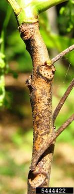 poison-sumac, Toxicodendron vernix  (Sapindales: Anacardiaceae) - 5444422
