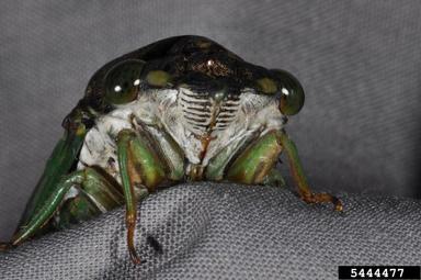 dog-day cicada, Tibicen spp.  (Hemiptera: Cicadidae) - 5444477