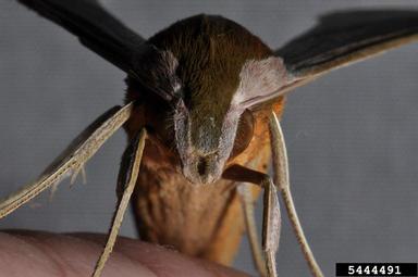 tersa sphinx, Xylophanes tersa  (Lepidoptera: Sphingidae) - 5444491