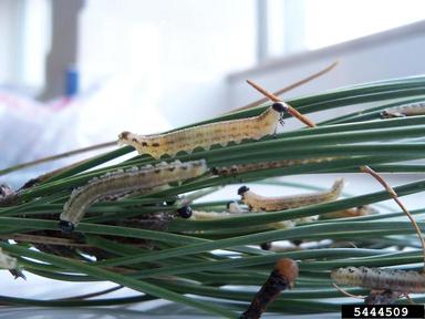 European pine sawfly (Neodiprion sertifer ) on Austrian pine (Pinus nigra ) - 5444509