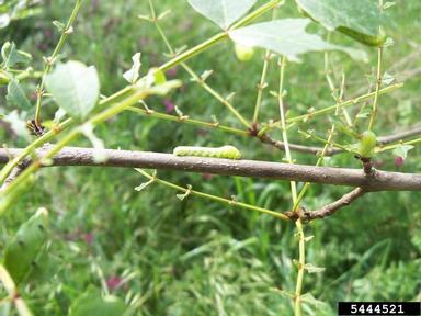winter moth (Operophtera brumata ) on ash (Fraxinus spp. ) - 5444521