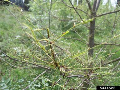 winter moth (Operophtera brumata ) on ash (Fraxinus spp. ) - 5444526