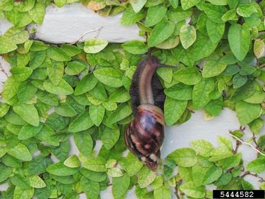 giant East African snail, Achatina fulica  (Stylommatophora: Achatinidae) - 5444582