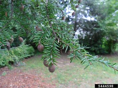eastern hemlock, Tsuga canadensis  (Pinales: Pinaceae) - 5444598