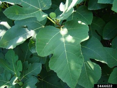 edible fig, Ficus carica  (Urticales: Moraceae) - 5444622