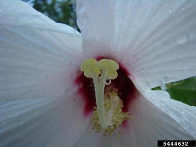 crimsoneyed rosemallow, Hibiscus moscheutos  (Malvales: Malvaceae) - 5444632