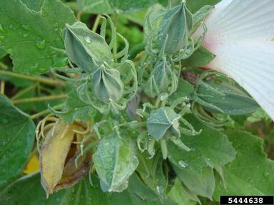 crimsoneyed rosemallow, Hibiscus moscheutos  (Malvales: Malvaceae) - 5444638