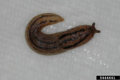 threeband gardenslug, Lehmannia valentiana  (Stylommatophora: Limacidae) - 5444641