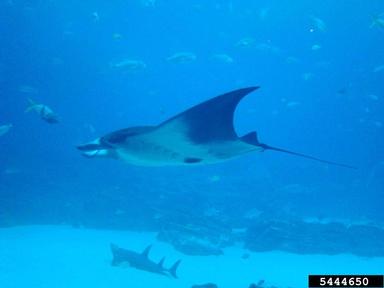 manta ray, Manta birostris  (Myliobatiformes: Mobulidae) - 5444650