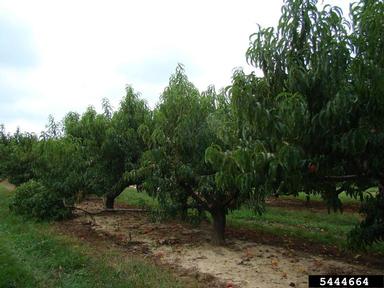 peach, Prunus persica  (Rosales: Rosaceae) - 5444664