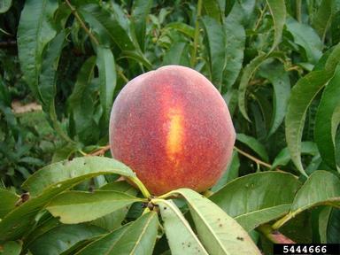 peach, Prunus persica  (Rosales: Rosaceae) - 5444666