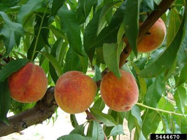 peach, Prunus persica  (Rosales: Rosaceae) - 5444670