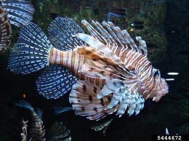 lionfish, Pterois volitans  (Scorpaeniformes: Scorpaenidae) - 5444672