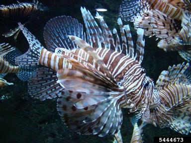 lionfish, Pterois volitans  (Scorpaeniformes: Scorpaenidae) - 5444673