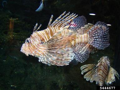lionfish, Pterois volitans  (Scorpaeniformes: Scorpaenidae) - 5444677