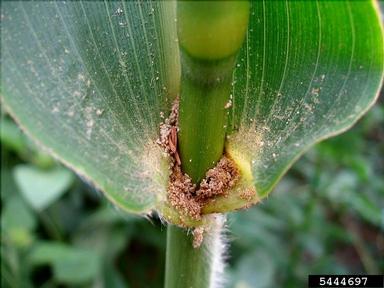 European corn borer (Ostrinia nubilalis ) on corn (Zea mays ) - 5444697