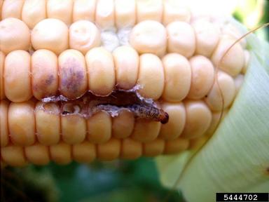 European corn borer (Ostrinia nubilalis ) on corn (Zea mays ) - 5444702