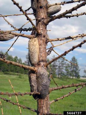Siberian moth (Dendrolimus sibiricus ) on larch (Larix spp. ) - 5444737