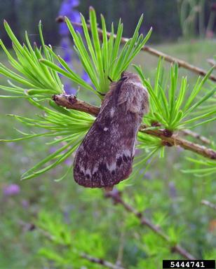 Siberian moth (Dendrolimus sibiricus ) on larch (Larix spp. ) - 5444741