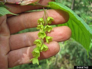 striped maple, Acer pensylvanicum  (Sapindales: Aceraceae) - 5444742