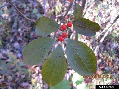 common winterberry, Ilex verticillata  (Celastrales: Aquifoliaceae) - 5444751
