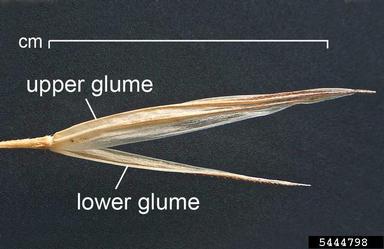 Chilean chess, Bromus berteroanus  (Cyperales: Poaceae) - 5444798